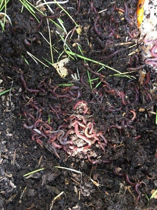 Biogumus chuvalchangi