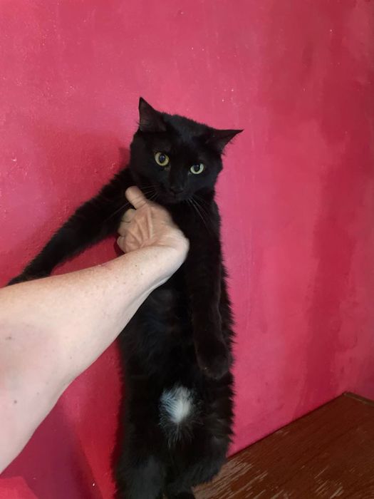 Нуки — диванная королева ищет свой трон!