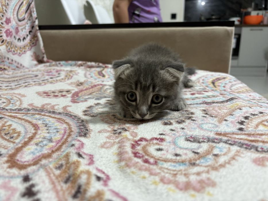 Продам Котенка Веслоухи