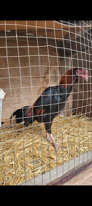 Продам Бойцовых Петухов