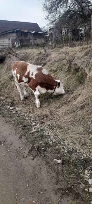 Vițea balțati românesti