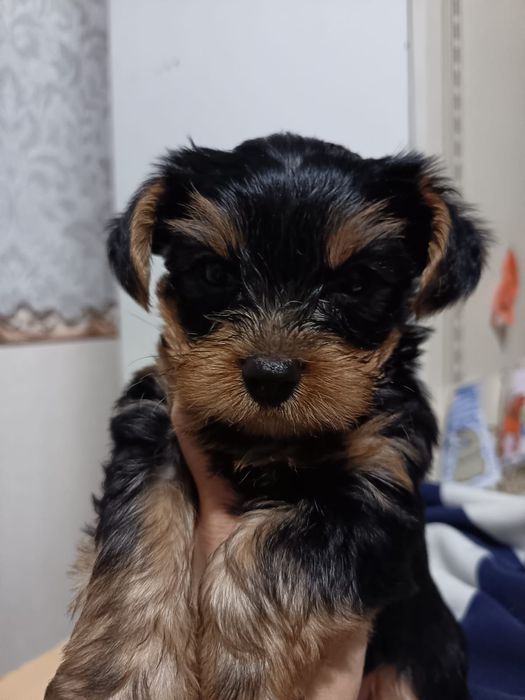 Йоркширский терьер мальчики и девочки