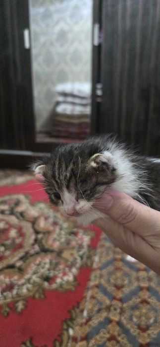 Мушук боласи 1 ойли