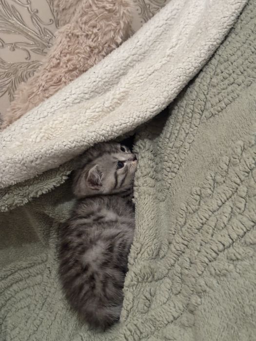 Отдам котят, в хорошие руки.