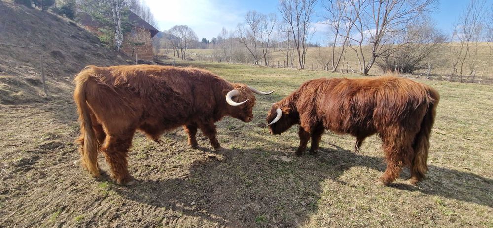 Taur scotian, rasa highland