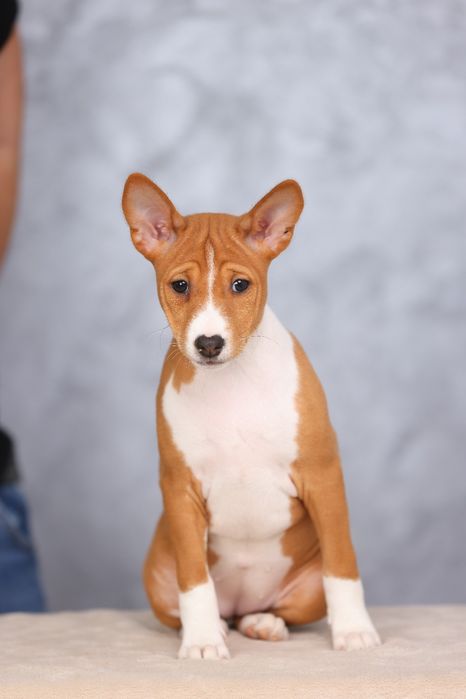 BASENJI cu pedigree Top