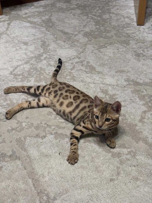 Продам котенка 6 месяцев