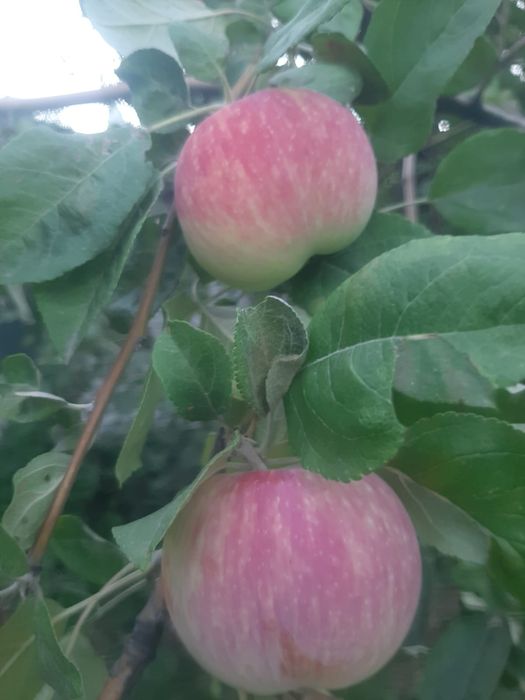 СРОЧНО продам яблоки по дешёвке