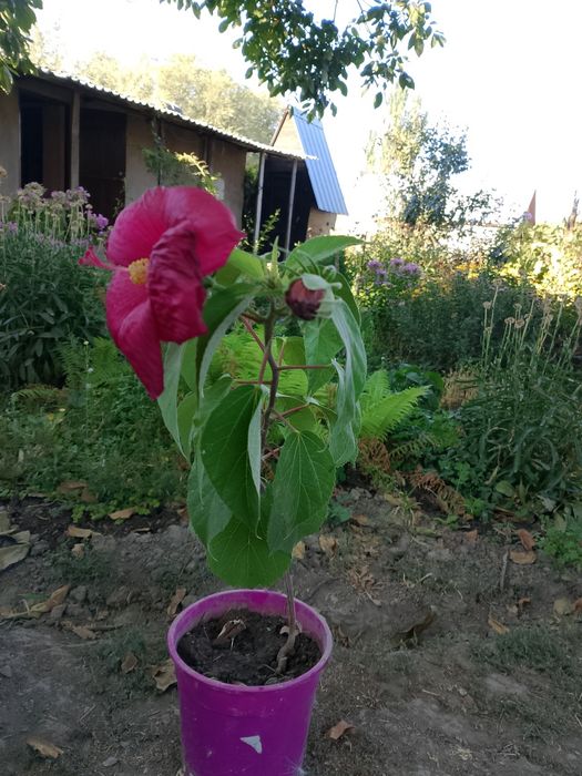 Продам гибискус травянистый.