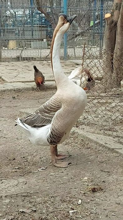 Ouă gâște chinezesti rasă pură