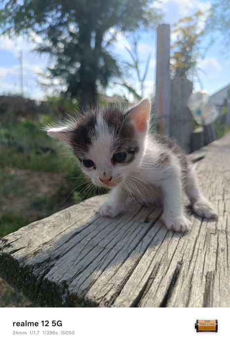 Отдам котят в добрые руки