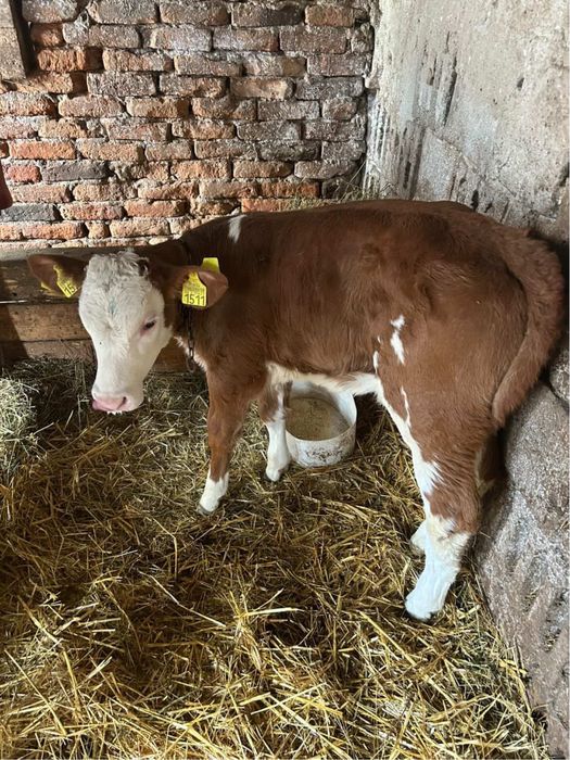 Vând vacă și vițea