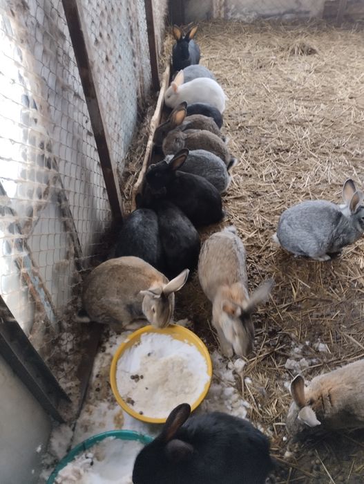 Крольчихи бабочки