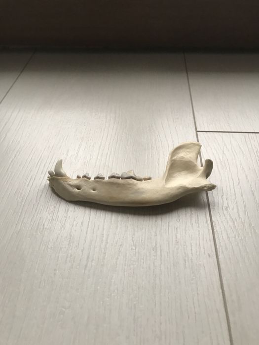Mabdibulă de colecție/decor