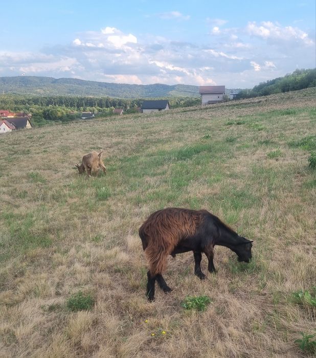Vând țap ciut,din iarnă, bun ptr montat.