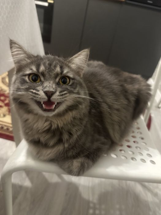 Кошка парода мейн-кун