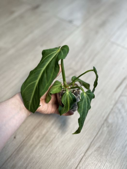 Антуриум Вилленаорум