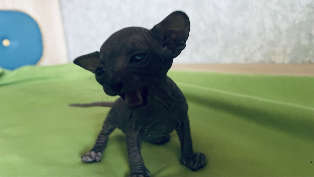 Продам котенка сфинкс