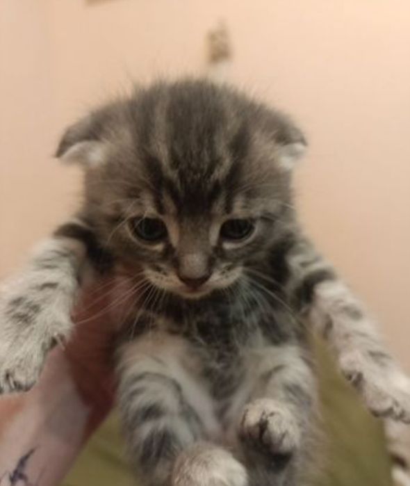 Британские котята, мальчики и девочки!
