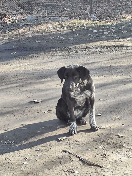 Собака бесплатно