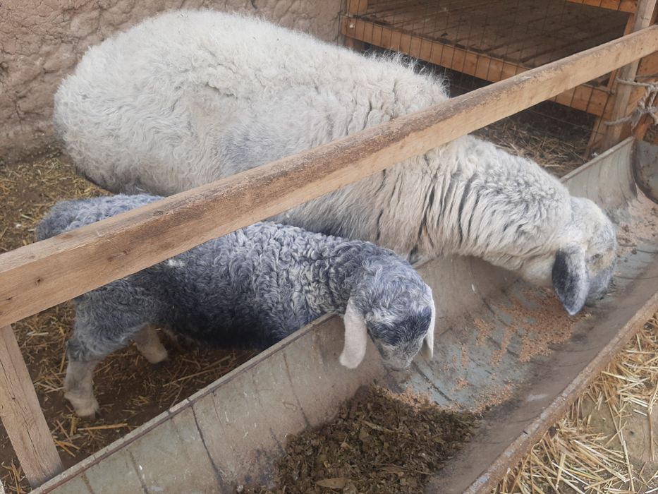 Ko'k ona bola Qirg'iziston qo'ylari