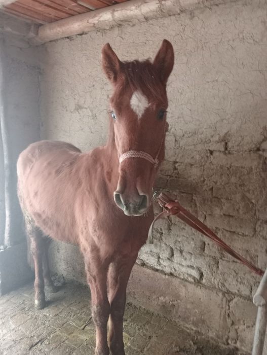 Той сотилади  1,5 ёш