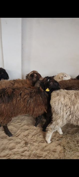 15бас кой токты бар