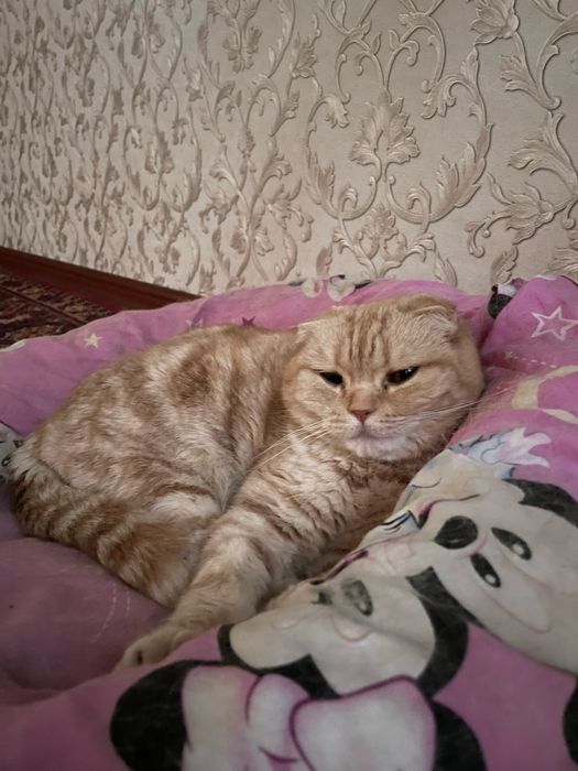 Кошки в добрые руки