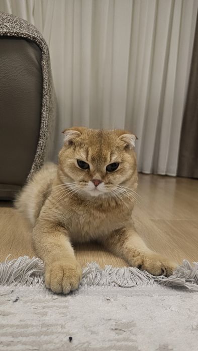 Кошка скоттиш фолд