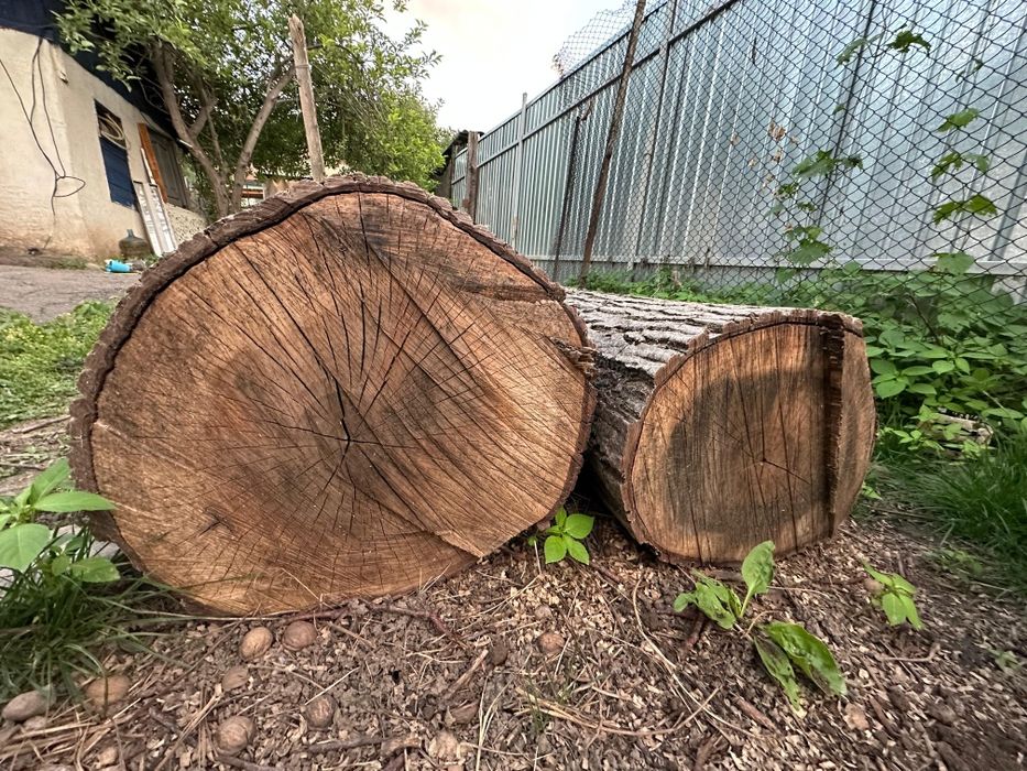 Спиленный орех на продажу