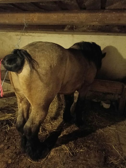Vând mânz de 3 ani accept și unele schimburi
