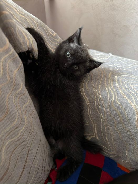 Отдадим котенка  в добрые руки