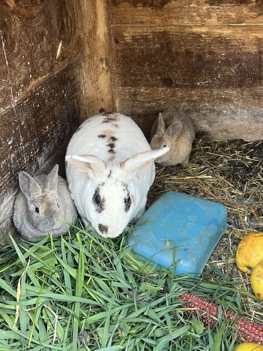 Vand 2 pui de iepuri rex