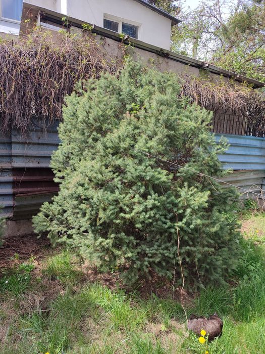 Продам Ёлки , Алматы , район Кар Сити