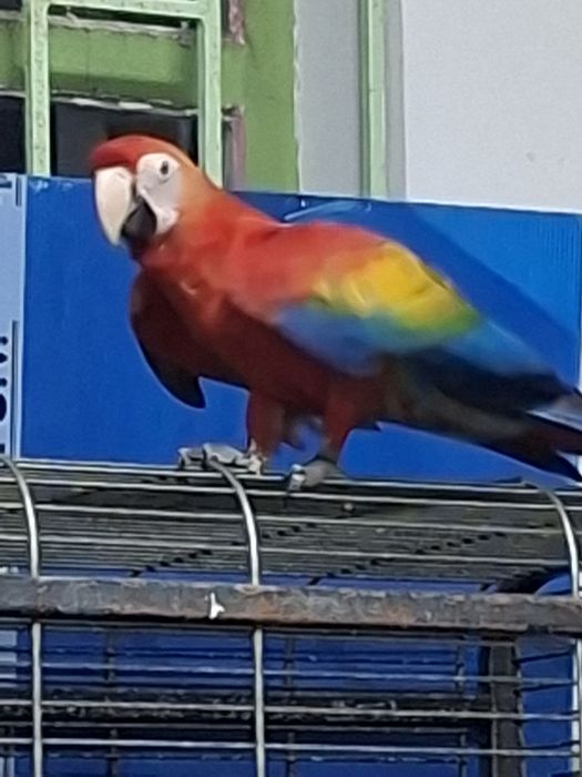 Ръчно хранена ара макао