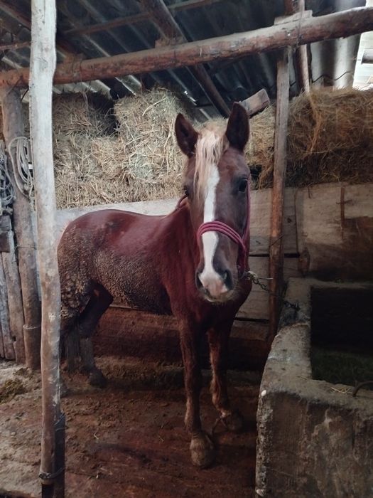 4 жасар жылқы сатылады. 780 мың