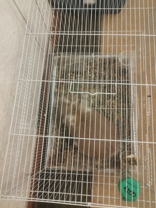 Кролик декоративный