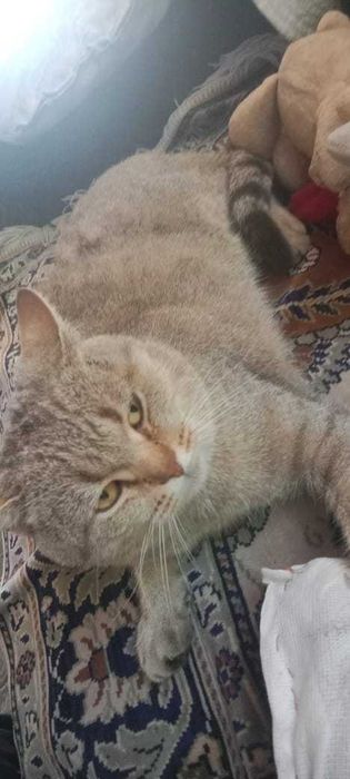 Отдам кота  ласковый