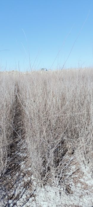 Gujum oddiy gujum sotiladi