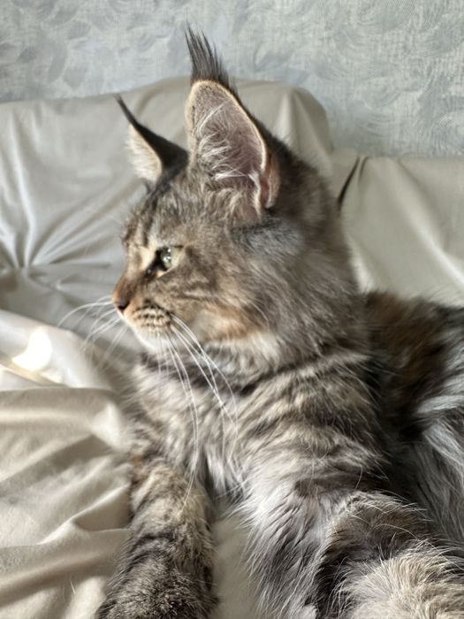 Котята Мейнкуны!