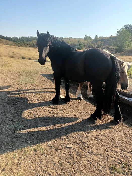 Armăsar negru 2 ani și iapa sarga