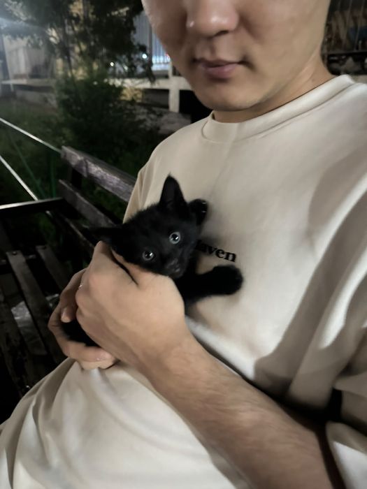 Котенок бесплатно