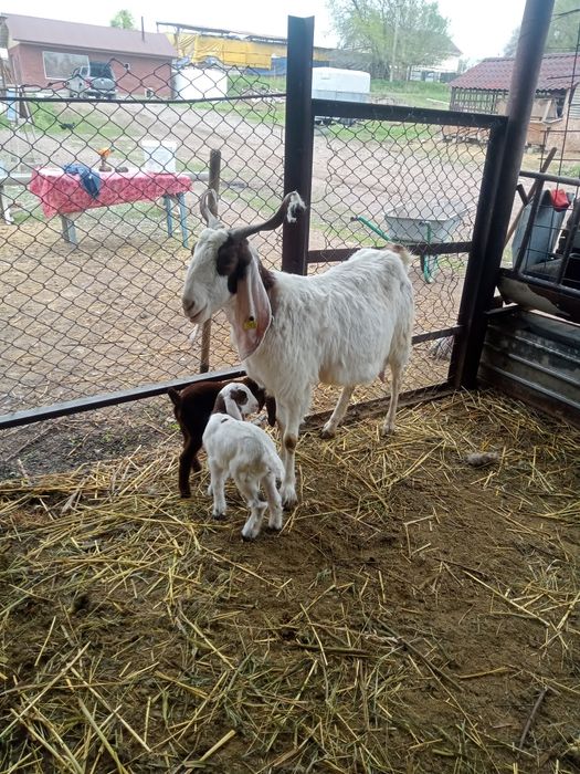 Коза с козлятами