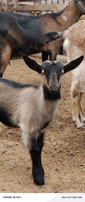 Еркек, ұрғашы лақтар сатылады