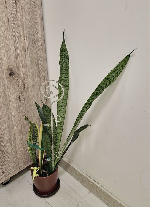 Plantă camera „Limba soacrei” (Sansevieria) in ghiveci ceramic - 77 cm