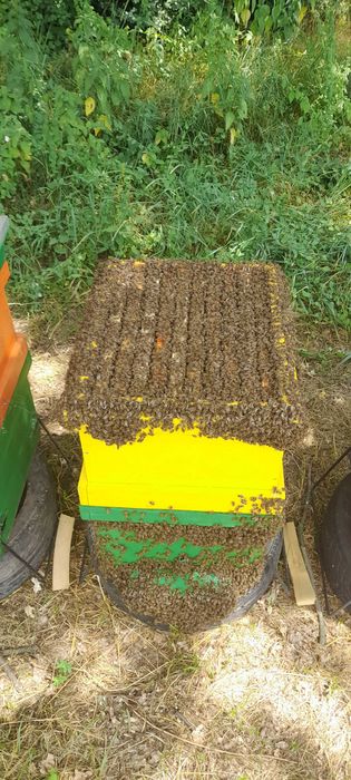 FAMILII, ROIURI de albine 2025-2026