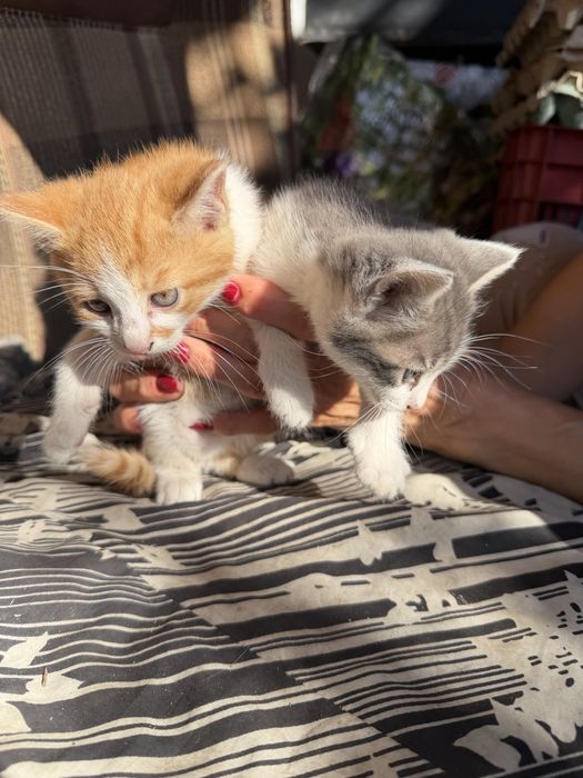 Pisicute spre adoptie