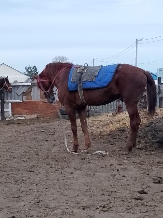 Продам Жеребец хорошый