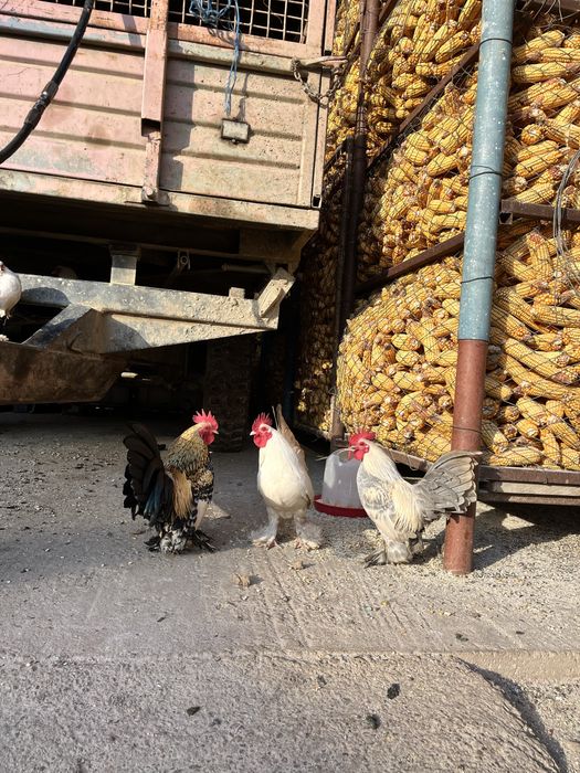 Vand cososii mii de flori