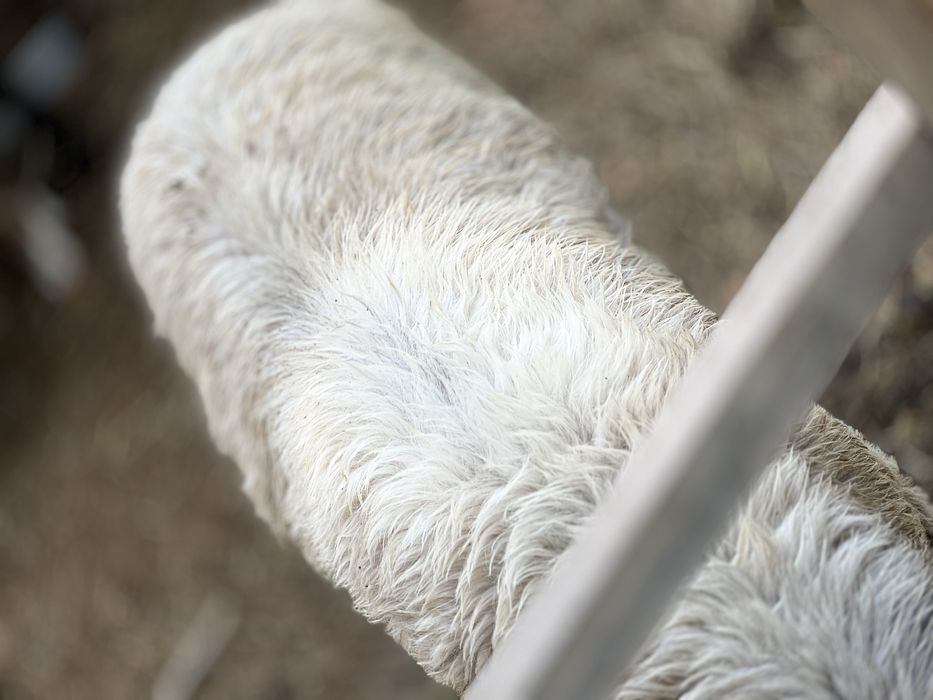 Кучкорчалар сотилади